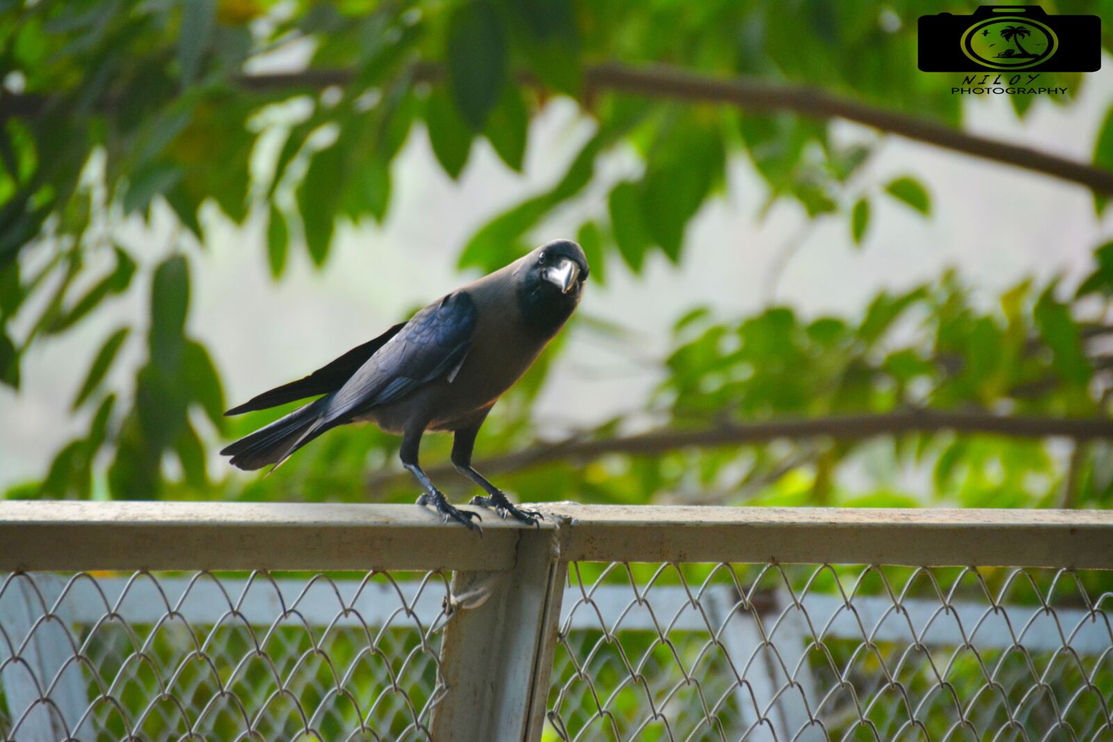 Nikon D5200 sample photo. Nature, animal, bird photography