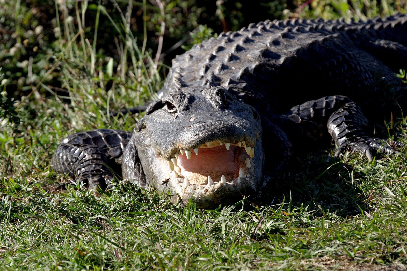 Canon EOS 10D sample photo. Alligator, looking, wildlife photography