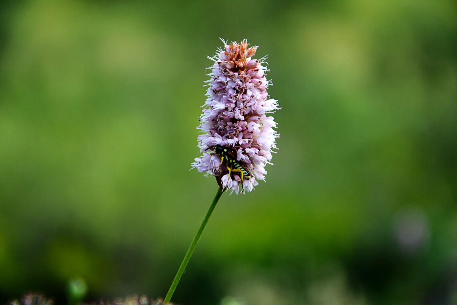 Nikon D7100 sample photo. Flower, nature, macro photography