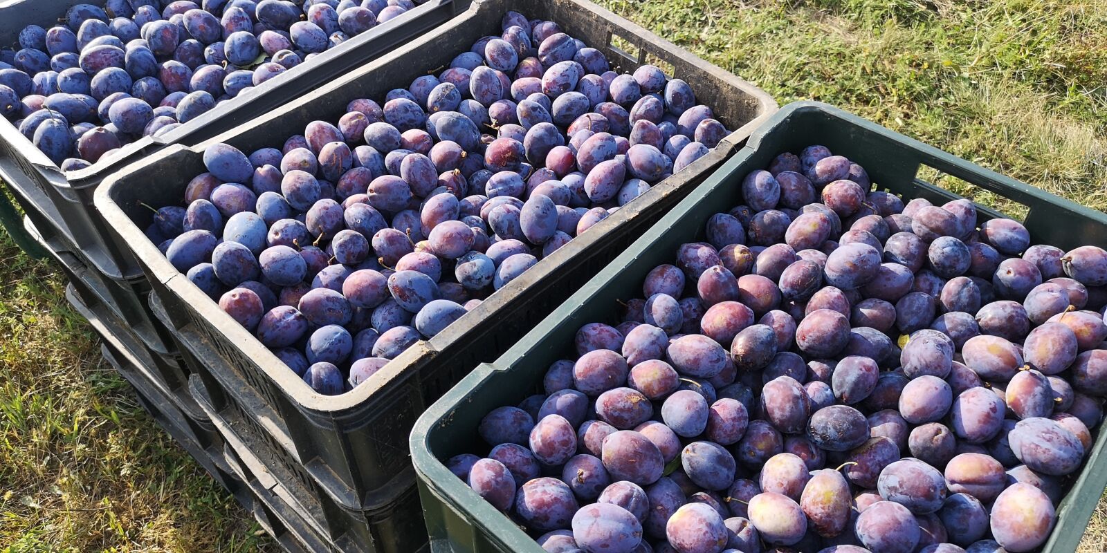 HUAWEI CLT-L29 sample photo. Plums, fruit, organic photography