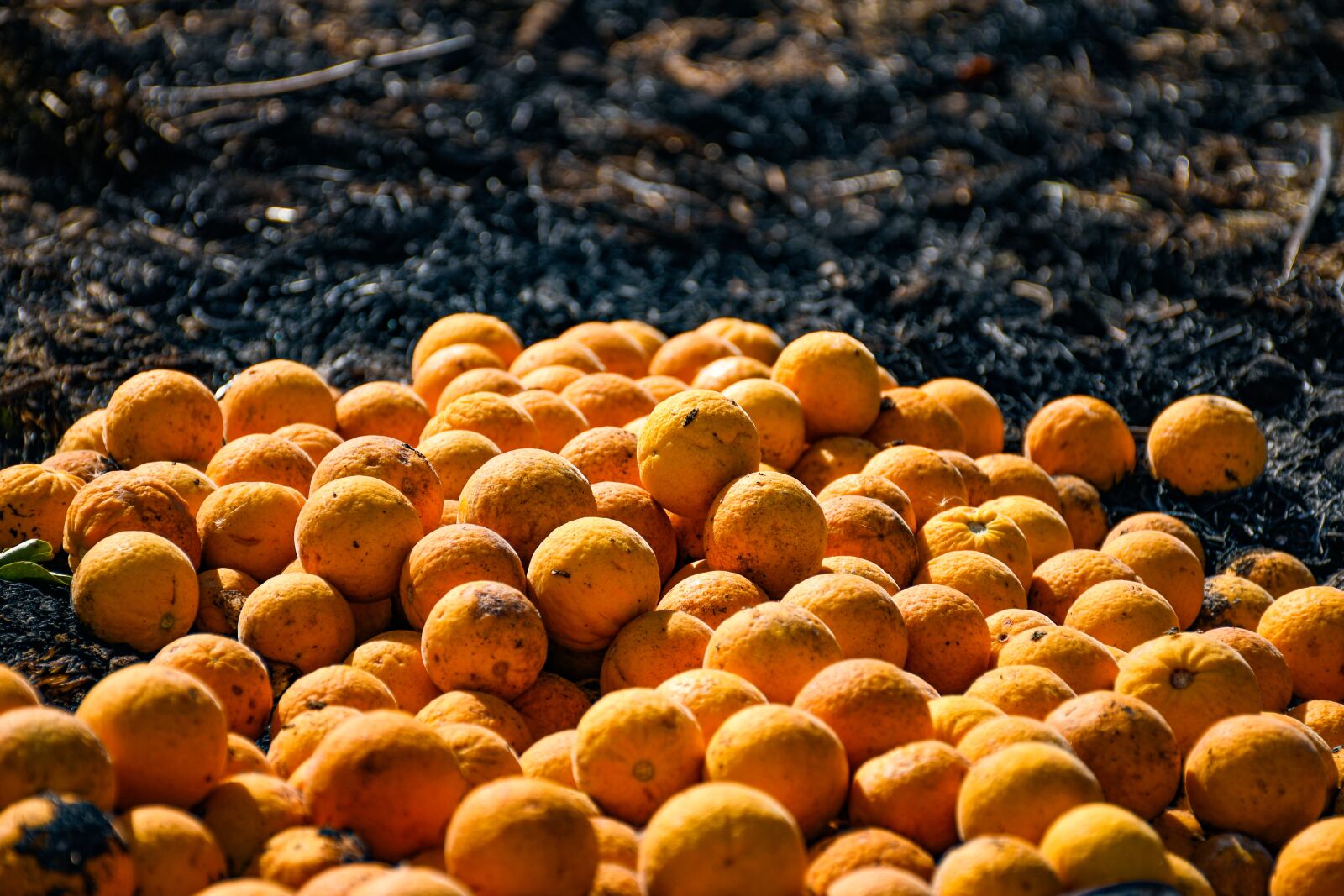 Nikon D7500 sample photo. Fruit, orange, citrus photography