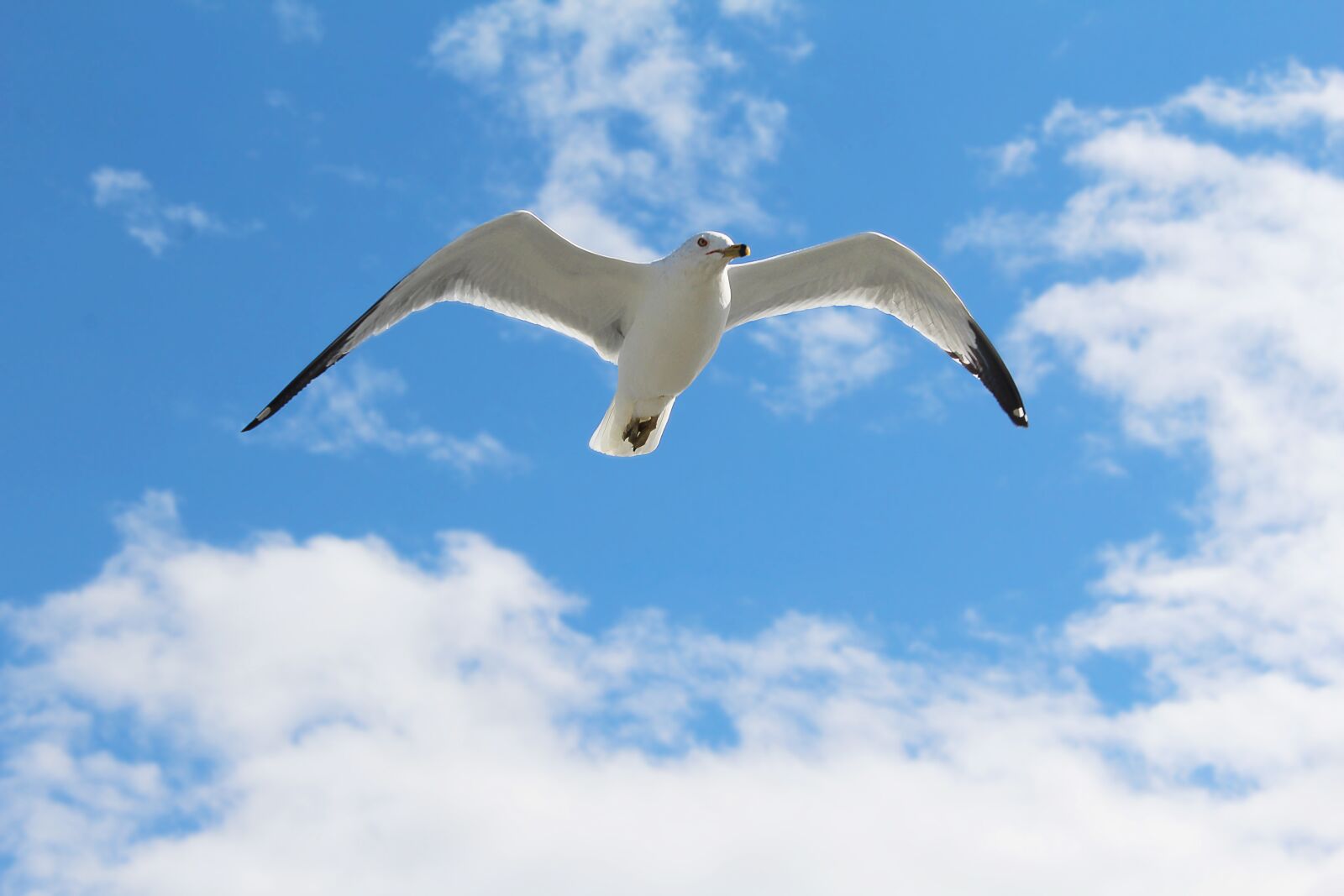 Canon EOS 1200D (EOS Rebel T5 / EOS Kiss X70 / EOS Hi) sample photo. Seagull, bird, gull photography