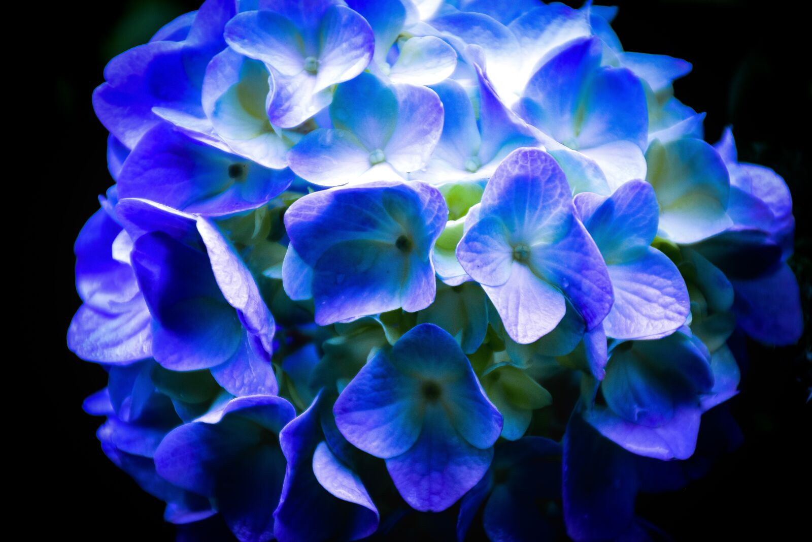 Nikon D5600 sample photo. Flowers, hydrangea, plant photography