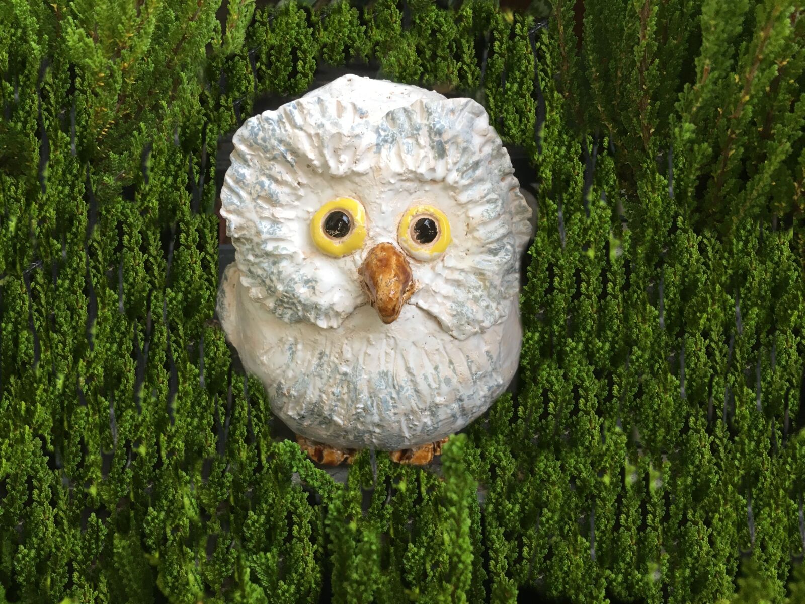 Apple iPhone 6s sample photo. Owl, white, weel photography