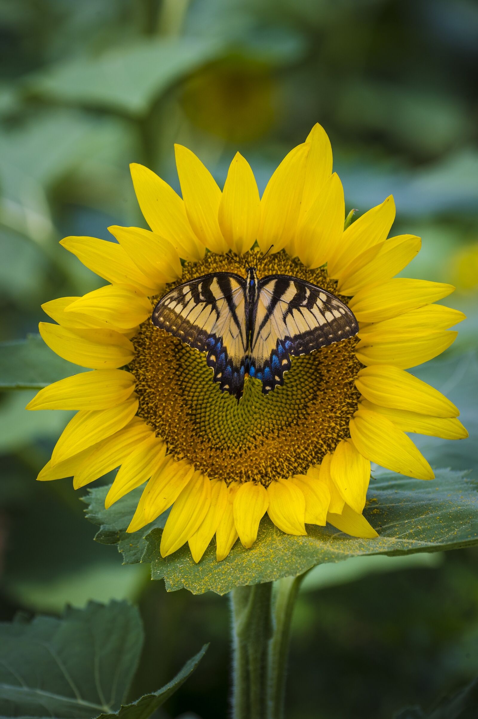 Nikon D4 sample photo. Sunflower, butterfly, yellow photography