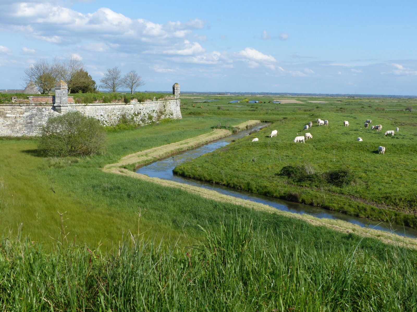 Panasonic Lumix DMC-FZ200 sample photo. Channel, ramparts, cattle photography