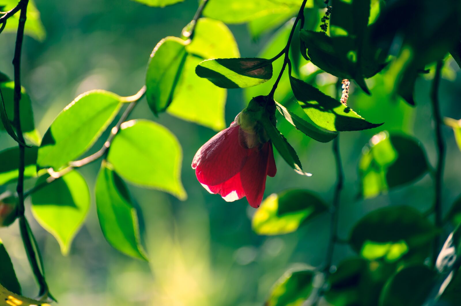 Nikon Df sample photo. Landscape, natural, flowers photography