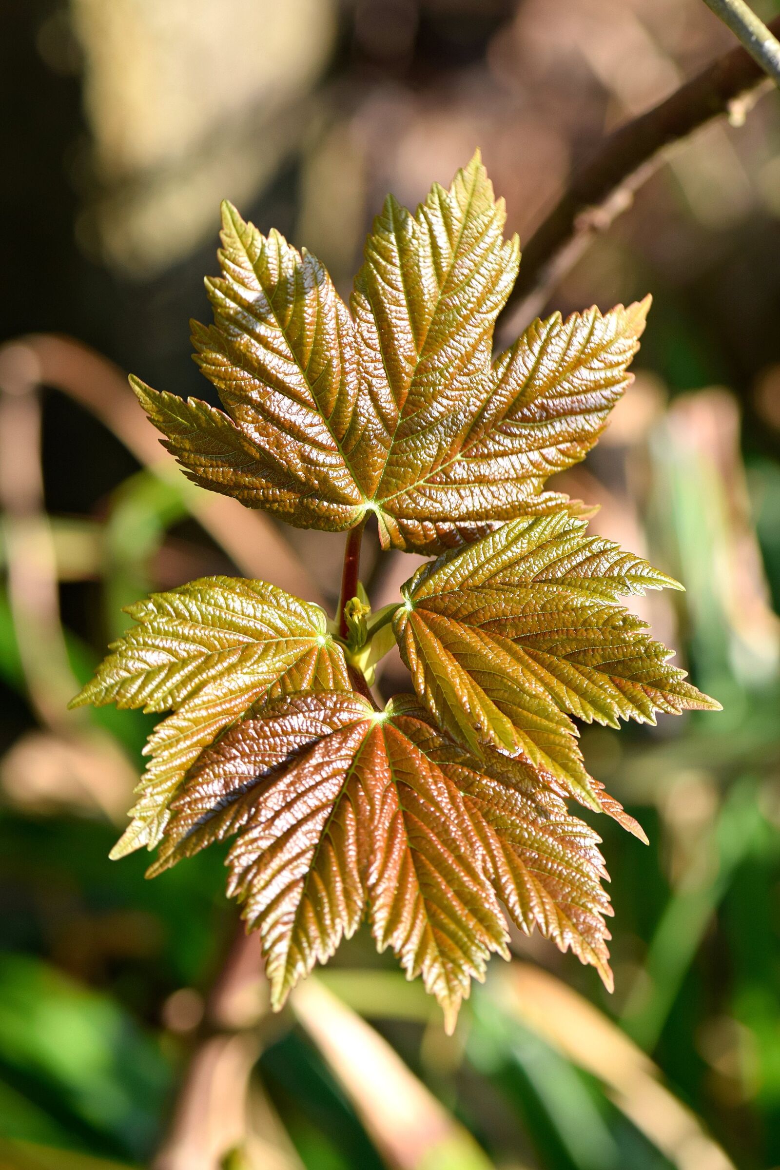 Nikon D5300 sample photo. Maple, leaf, nature photography