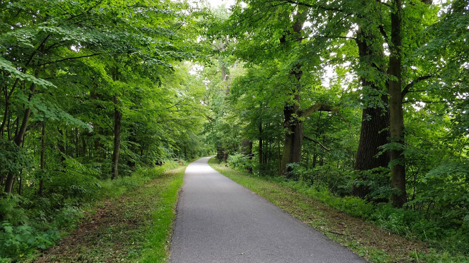 OnePlus 5 sample photo. Path, forest, trees photography