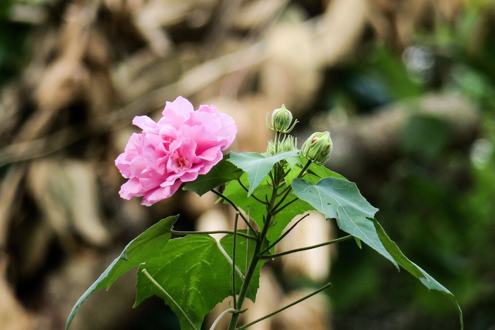 Canon PowerShot G3 X sample photo. Hong kong, 木芙蓉, plant photography