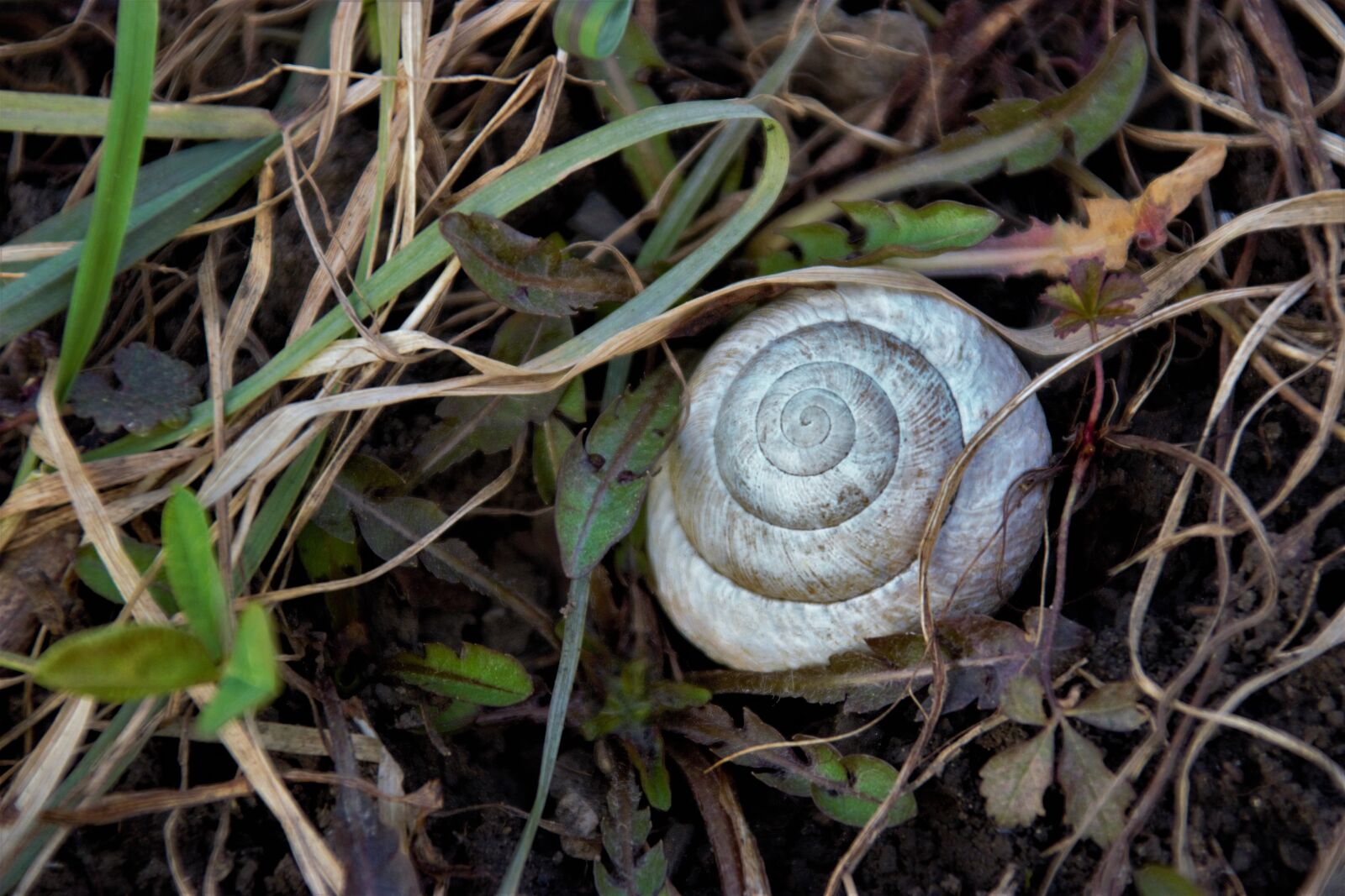 Canon EOS 600D (Rebel EOS T3i / EOS Kiss X5) sample photo. Shell, snail, grass photography