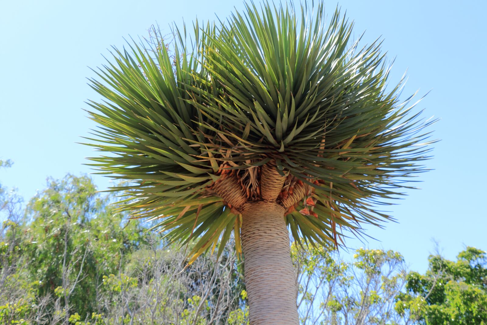 Canon EOS 650D (EOS Rebel T4i / EOS Kiss X6i) sample photo. Tenerife, dragon tree, tree photography