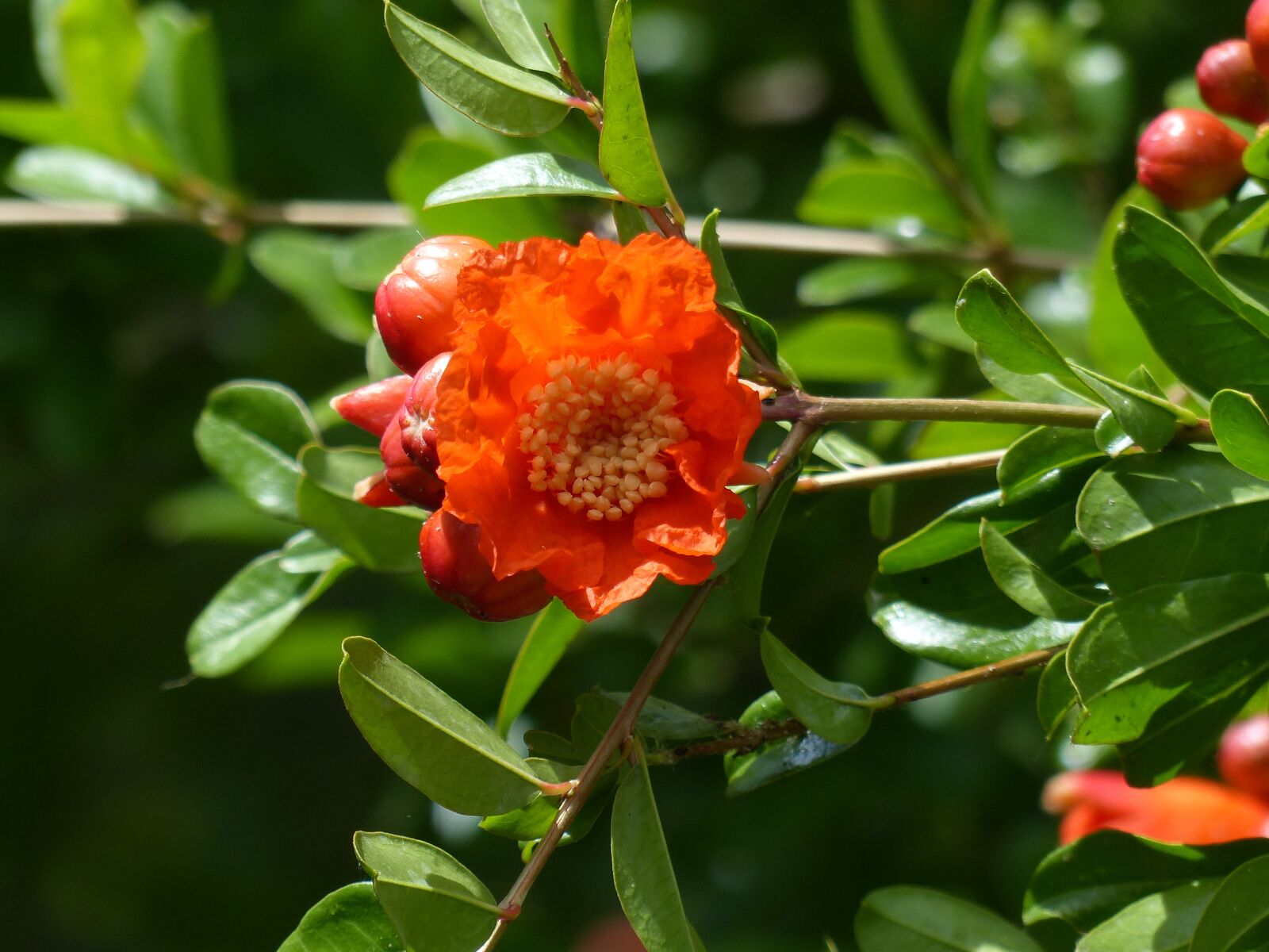 Panasonic Lumix DMC-FZ200 sample photo. Orange, bright, backlighting photography