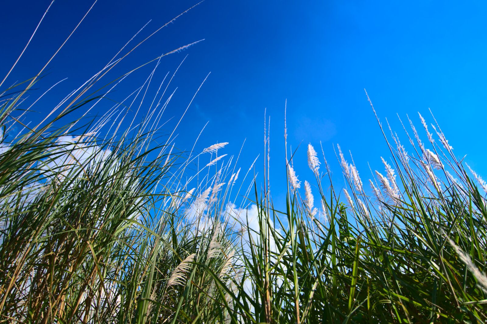 Nikon D500 sample photo. Silvergrass, miscanthus, flying seeds photography