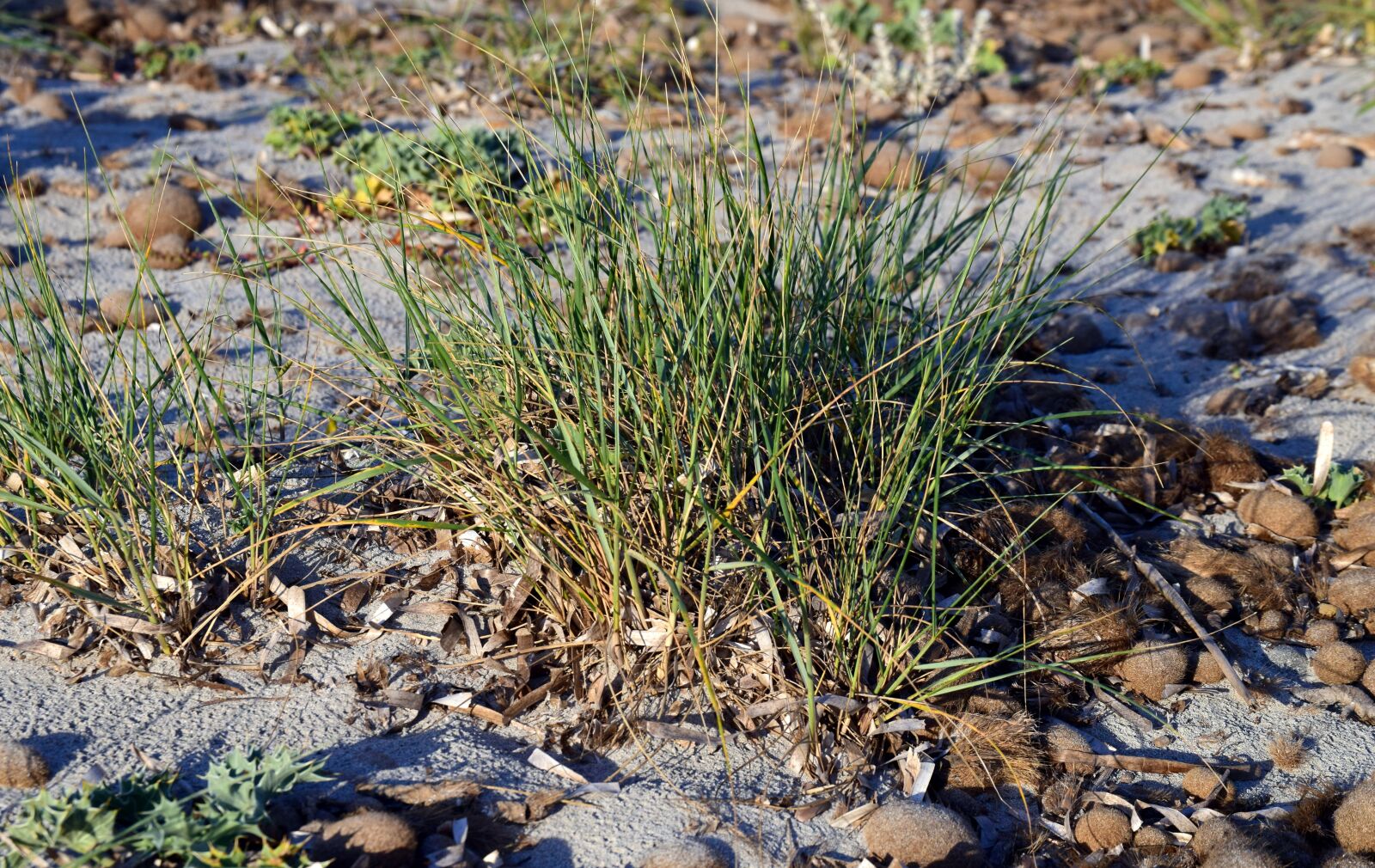 Nikon D3300 sample photo. Grass, sand, beach photography