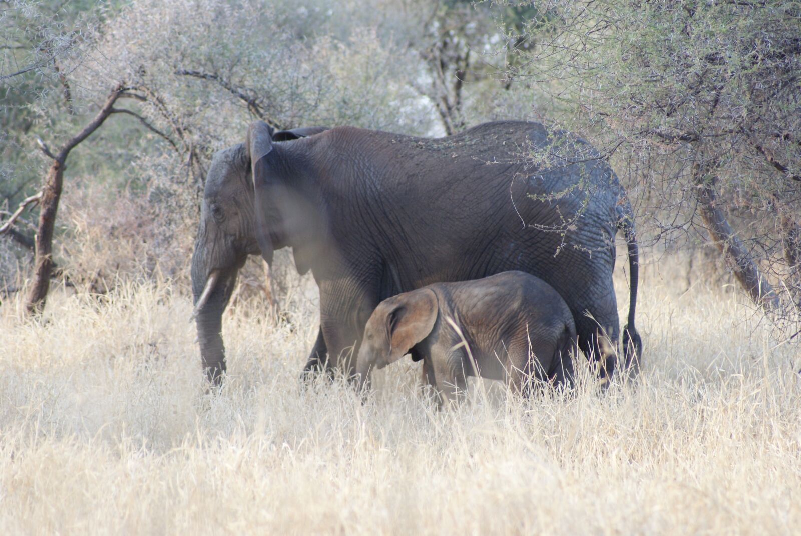 Sony Alpha DSLR-A230 sample photo. Elephant, baby, mom photography