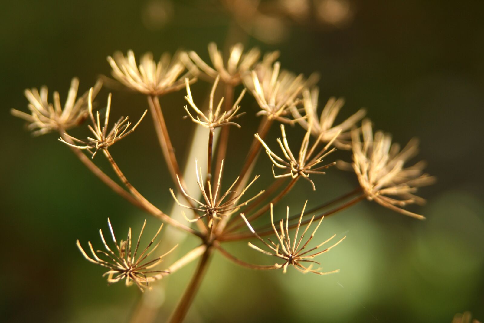 Canon EOS 400D (EOS Digital Rebel XTi / EOS Kiss Digital X) sample photo. Queen ann's lace, fall photography