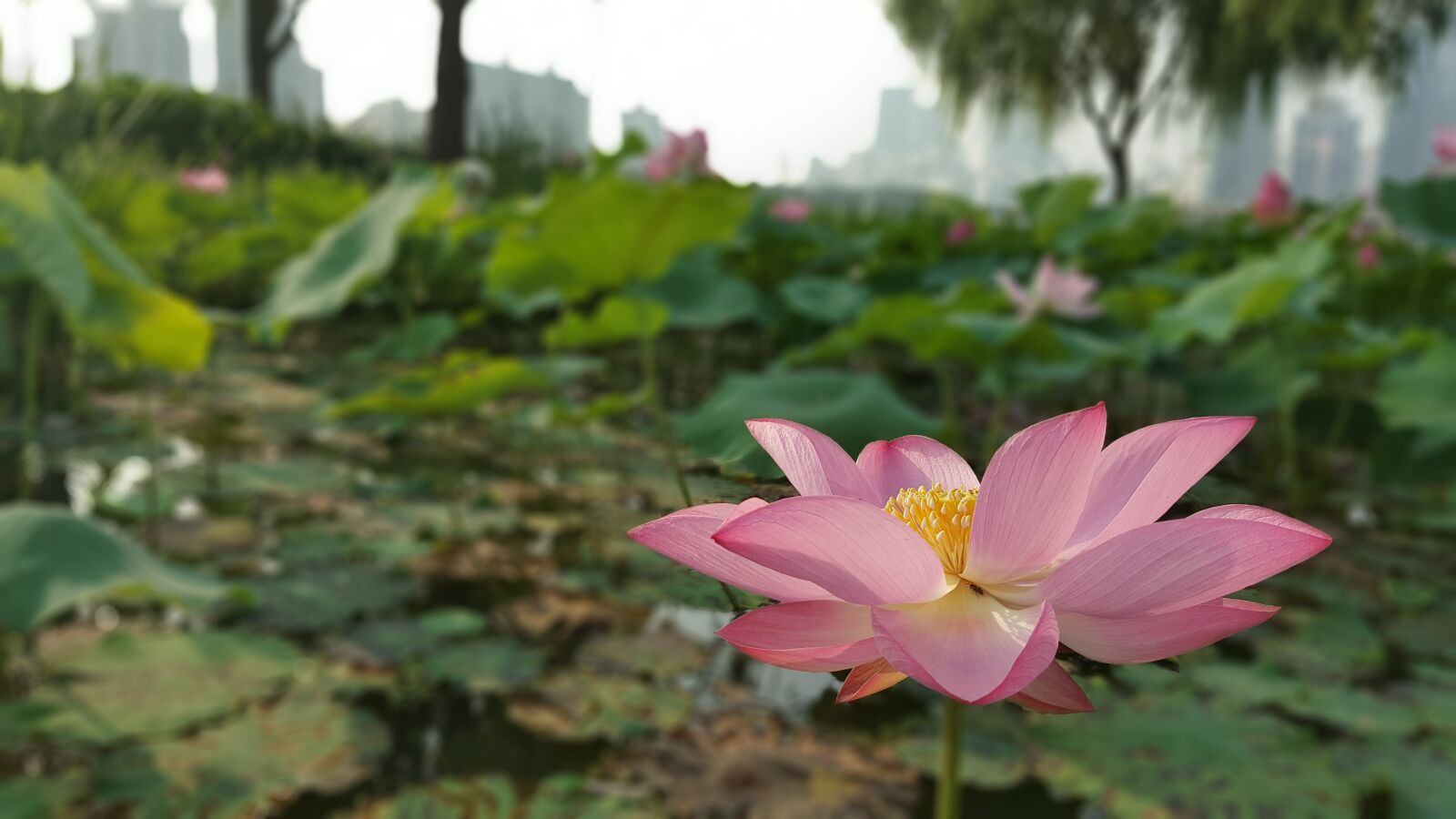 Samsung Galaxy Note5 sample photo. Flowers, flower, lotus photography