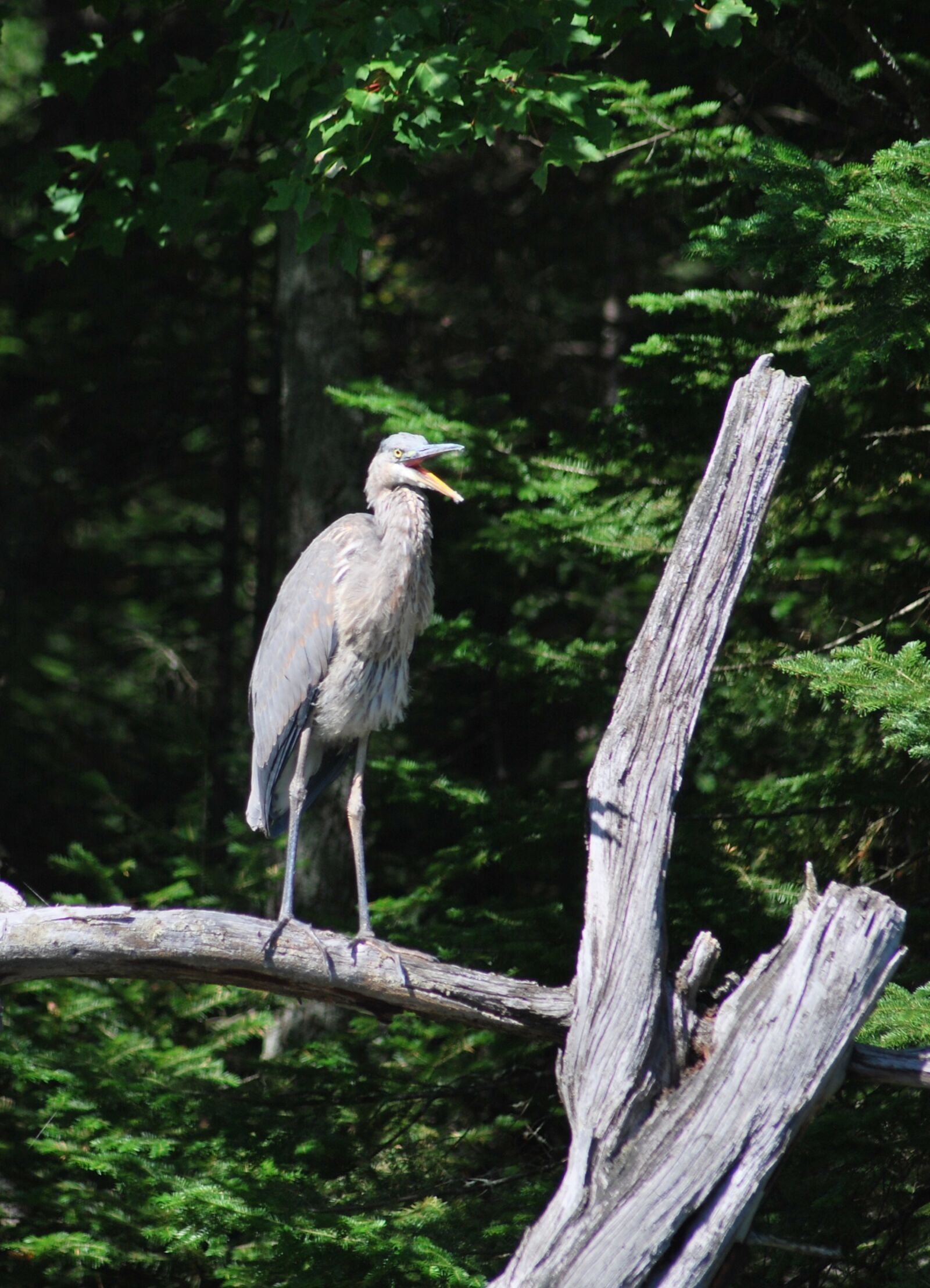 Nikon D60 sample photo. Great blue heron, bird photography