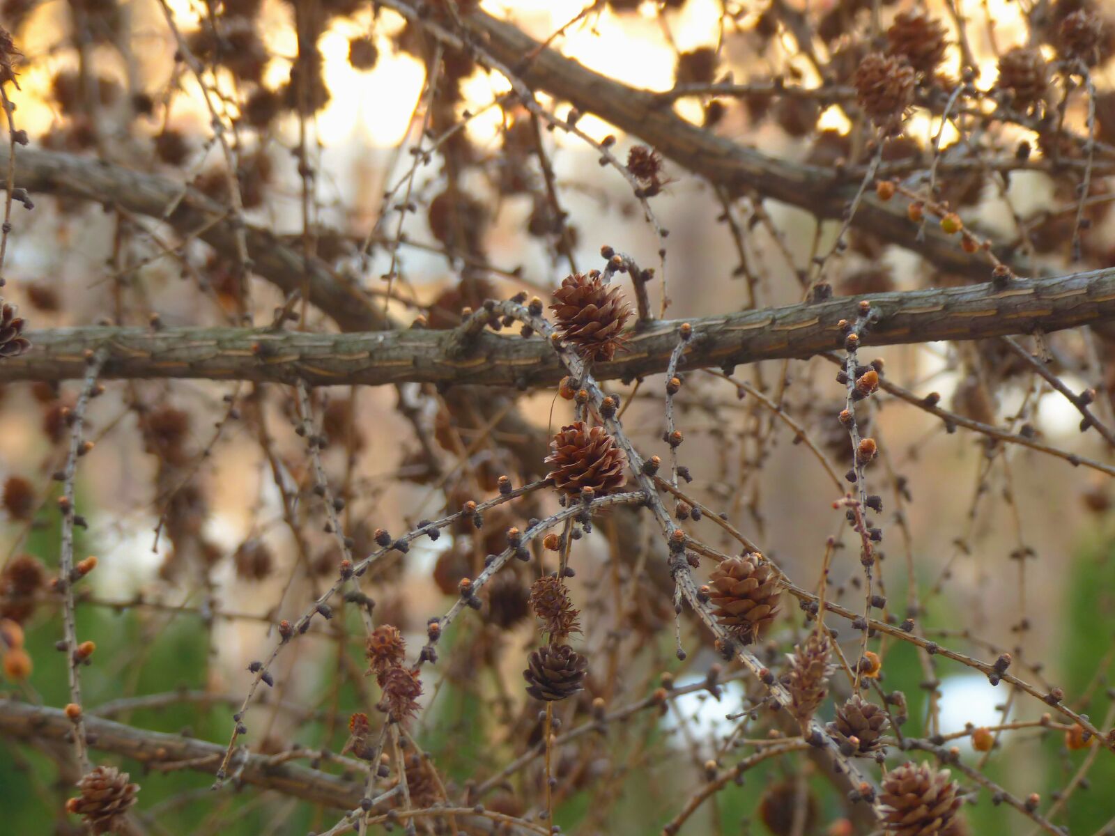 Panasonic Lumix DMC-FZ200 sample photo. Cones, branch, pine cone photography