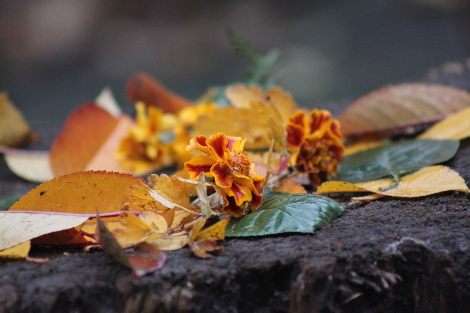 Canon EOS 500D (EOS Rebel T1i / EOS Kiss X3) sample photo. Flowers, rain, autumn photography