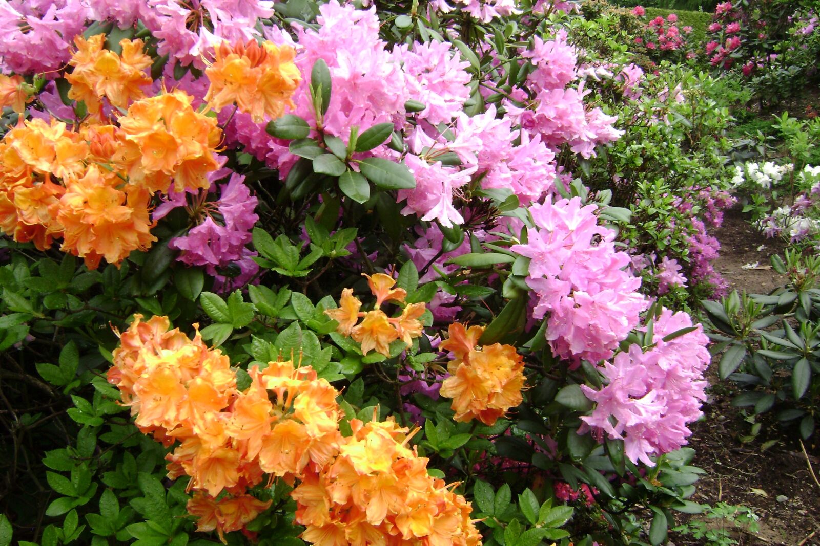 Sony DSC-S700 sample photo. Large-flowered azaleas, flowers, spring photography
