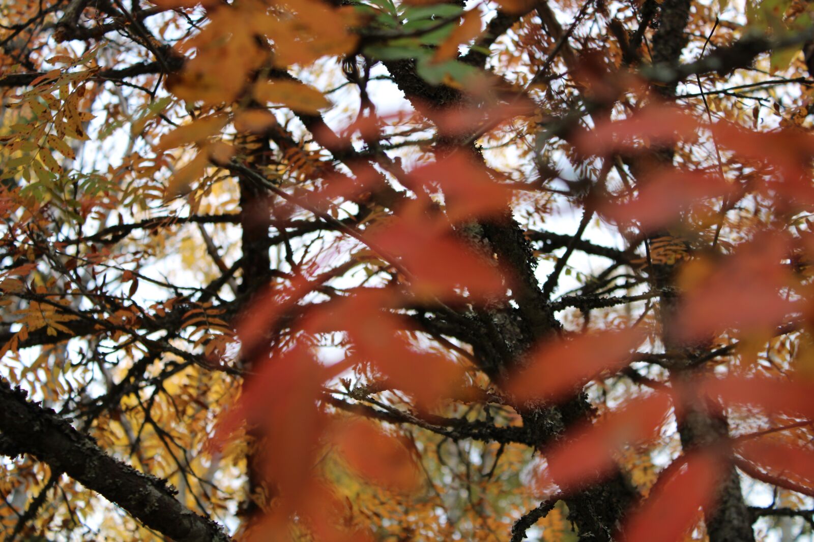 Canon EOS 2000D (EOS Rebel T7 / EOS Kiss X90 / EOS 1500D) sample photo. Tree, forest, autumn photography