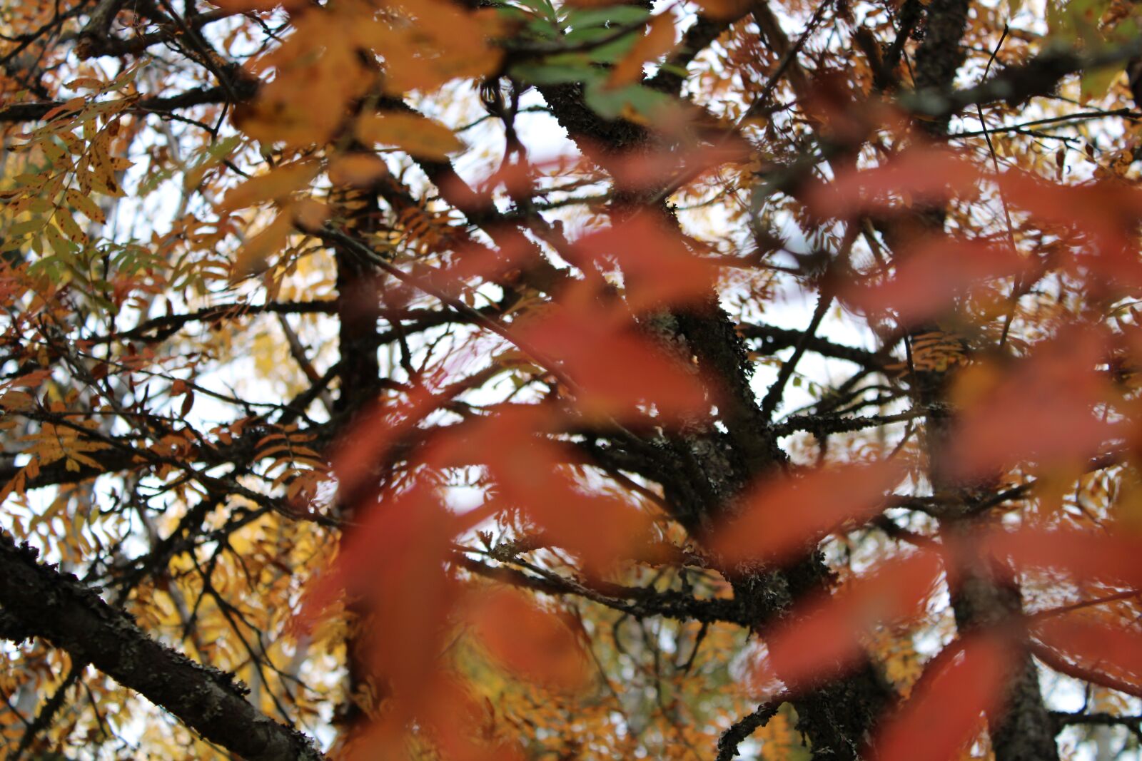 Canon EOS 2000D (EOS Rebel T7 / EOS Kiss X90 / EOS 1500D) + Canon EF-S 18-55mm F3.5-5.6 IS II sample photo. Tree, forest, autumn photography