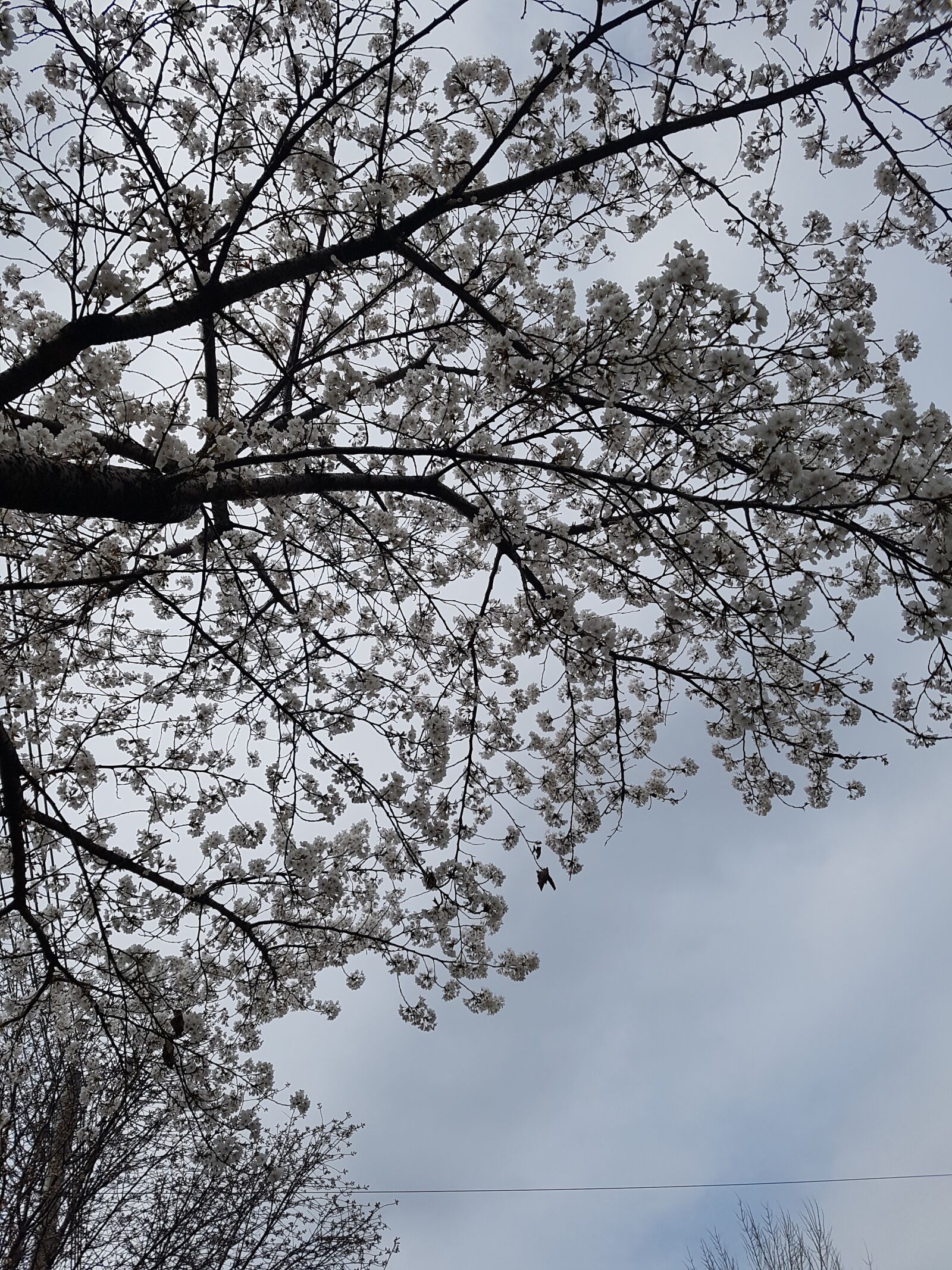 Samsung Galaxy S7 sample photo. Cherry blossoms, tree, flower photography