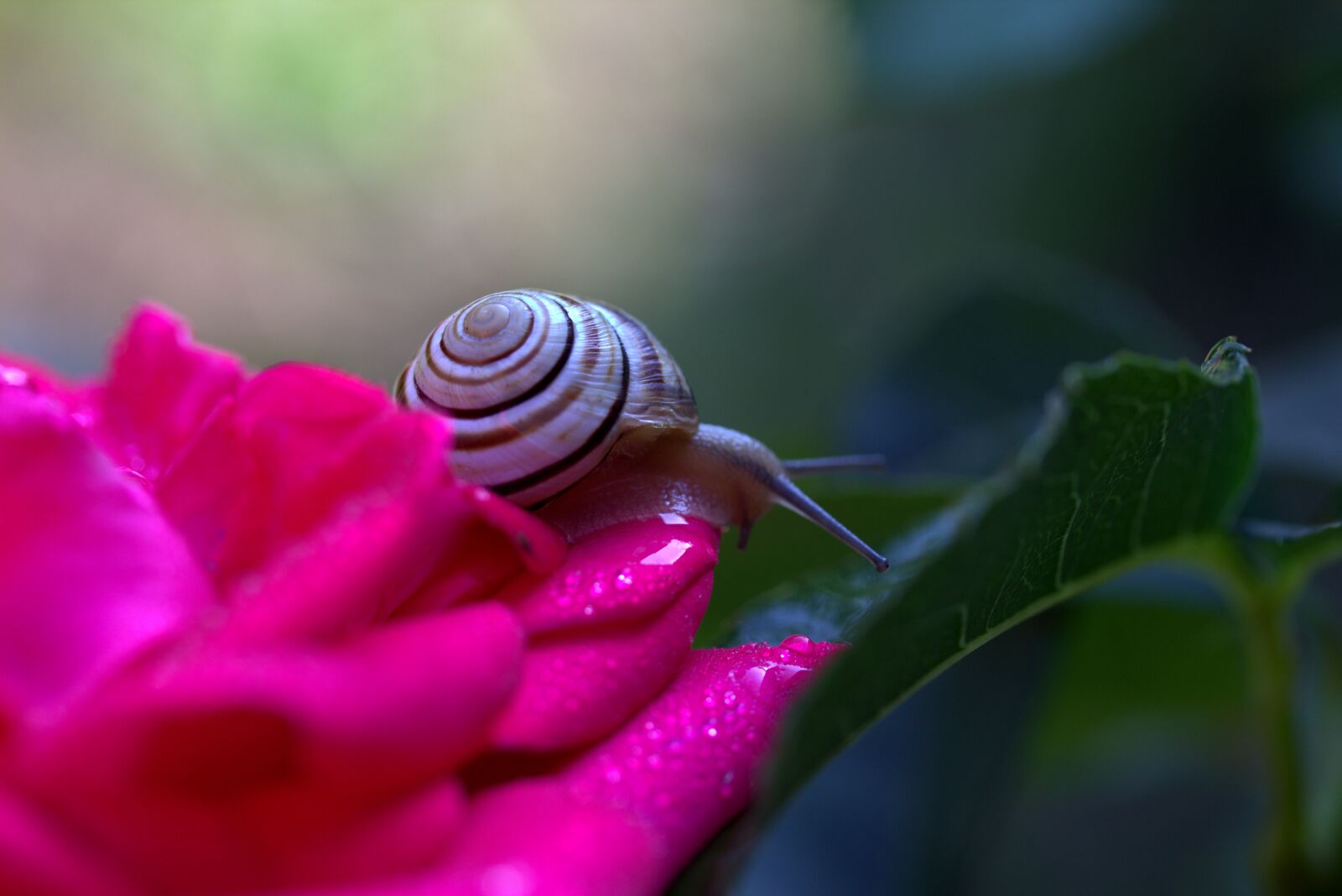 Canon EF-S 60mm F2.8 Macro USM sample photo. Snail, rose, petals photography