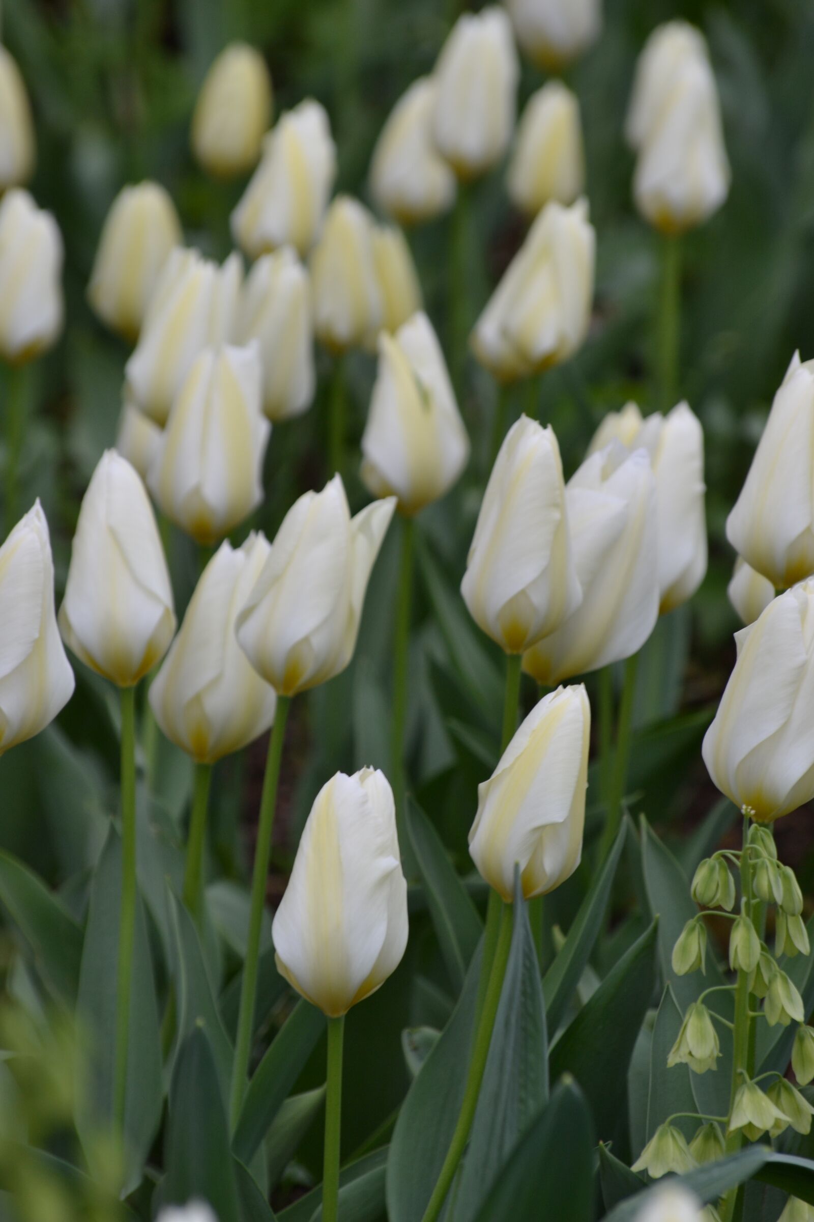 Nikon D3100 sample photo. Tulip, white, white flower photography
