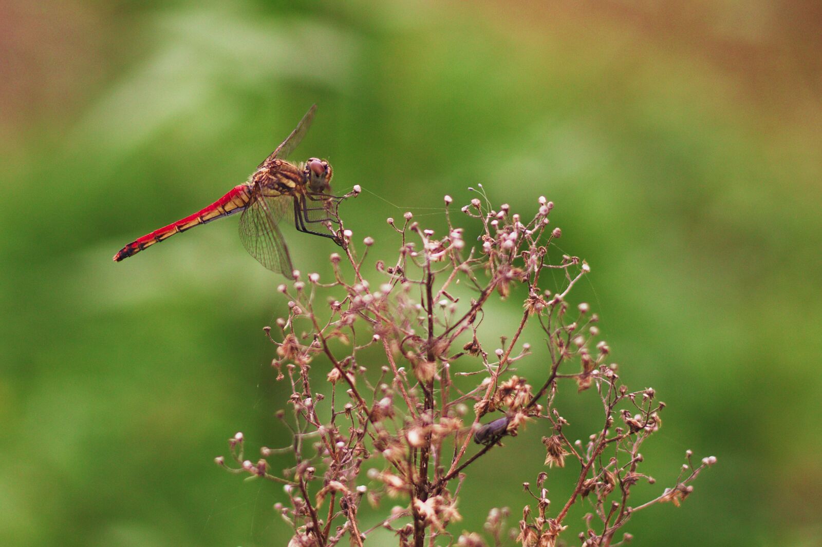 Canon EOS 200D (EOS Rebel SL2 / EOS Kiss X9) + Canon EF 50mm F1.8 STM sample photo. Dragon fly, red, yellow photography