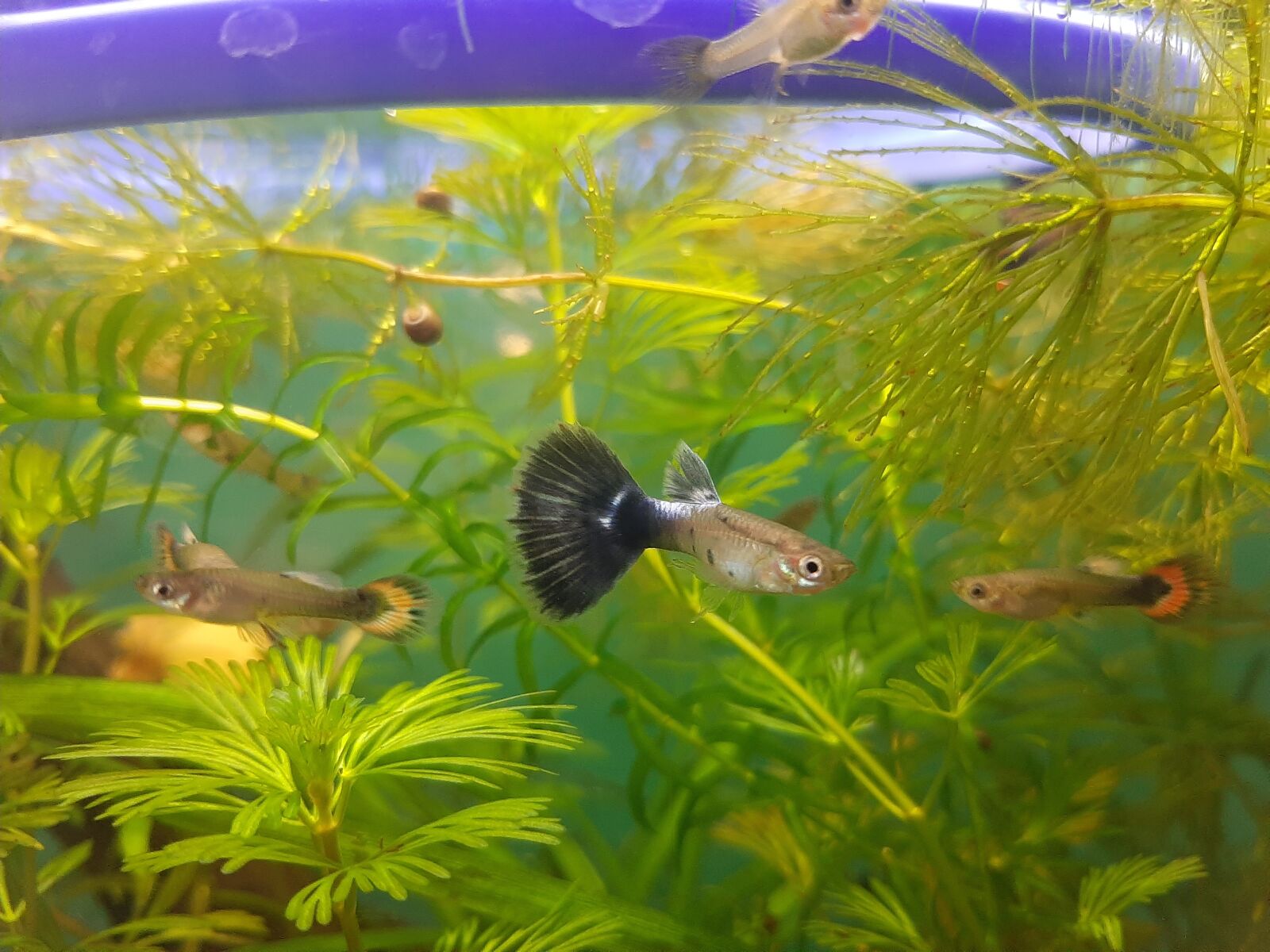 Samsung Galaxy A50 sample photo. Fishhobbytat, aquarium, fish hobby photography