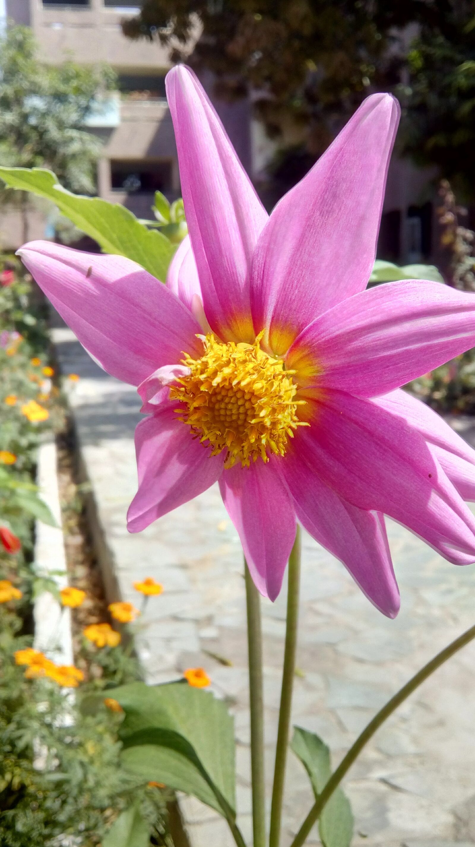 Motorola Moto E3 Power sample photo. Pink flower, flower, garden photography