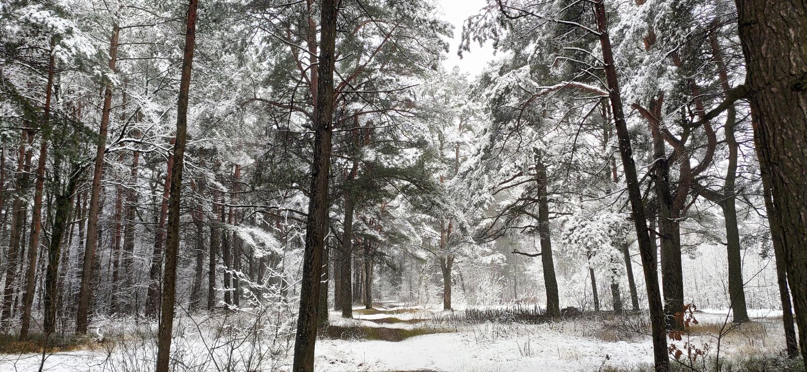 Xiaomi Mi 9T Pro sample photo. Forest, winter, snow photography