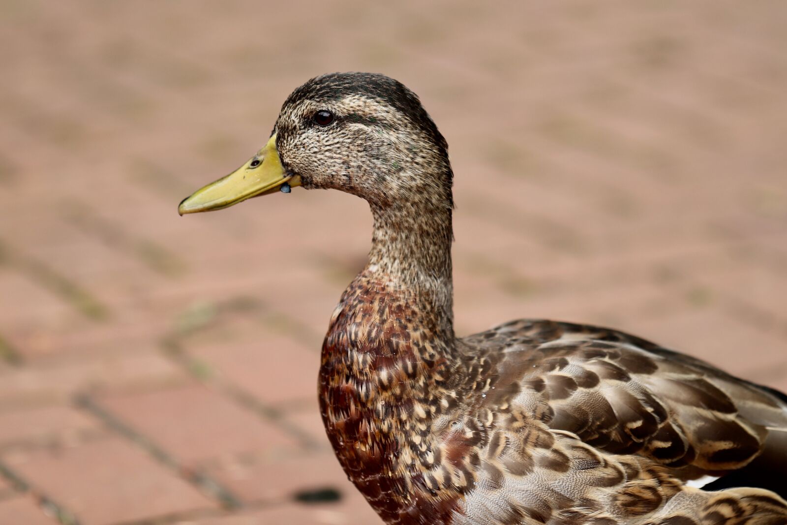 Canon EOS 800D (EOS Rebel T7i / EOS Kiss X9i) sample photo. Duck, mallard, water bird photography
