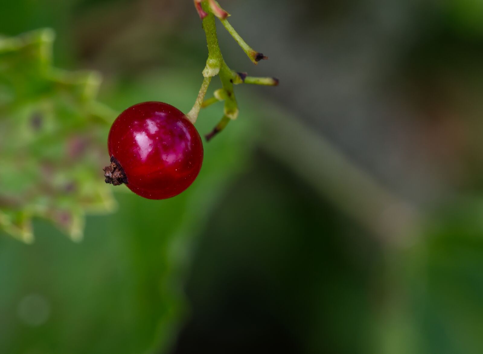 Nikon D5500 sample photo. Currant, summer, fruit photography