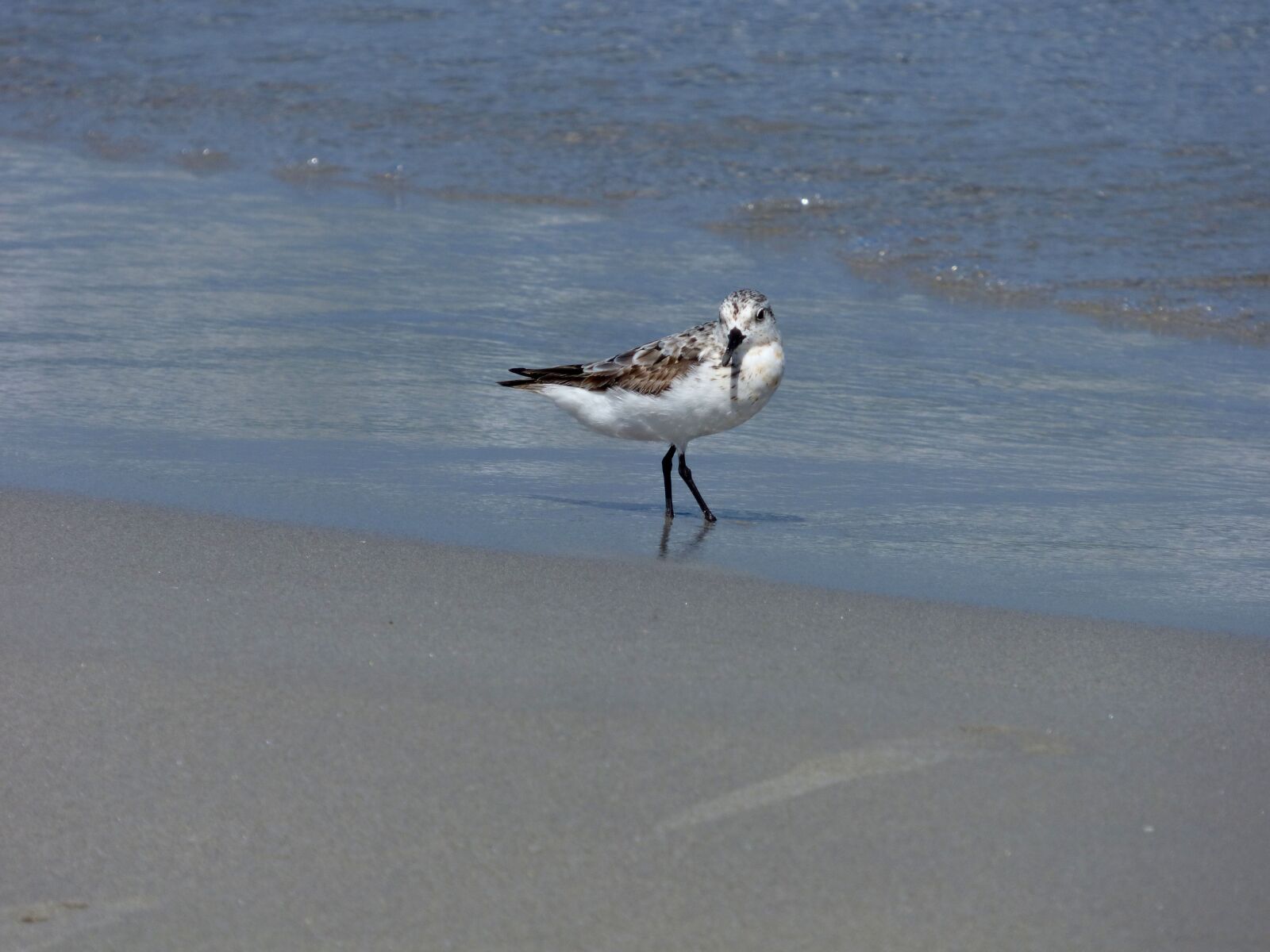 Panasonic DMC-FZ72 sample photo. Sanderling, bird, birding photography