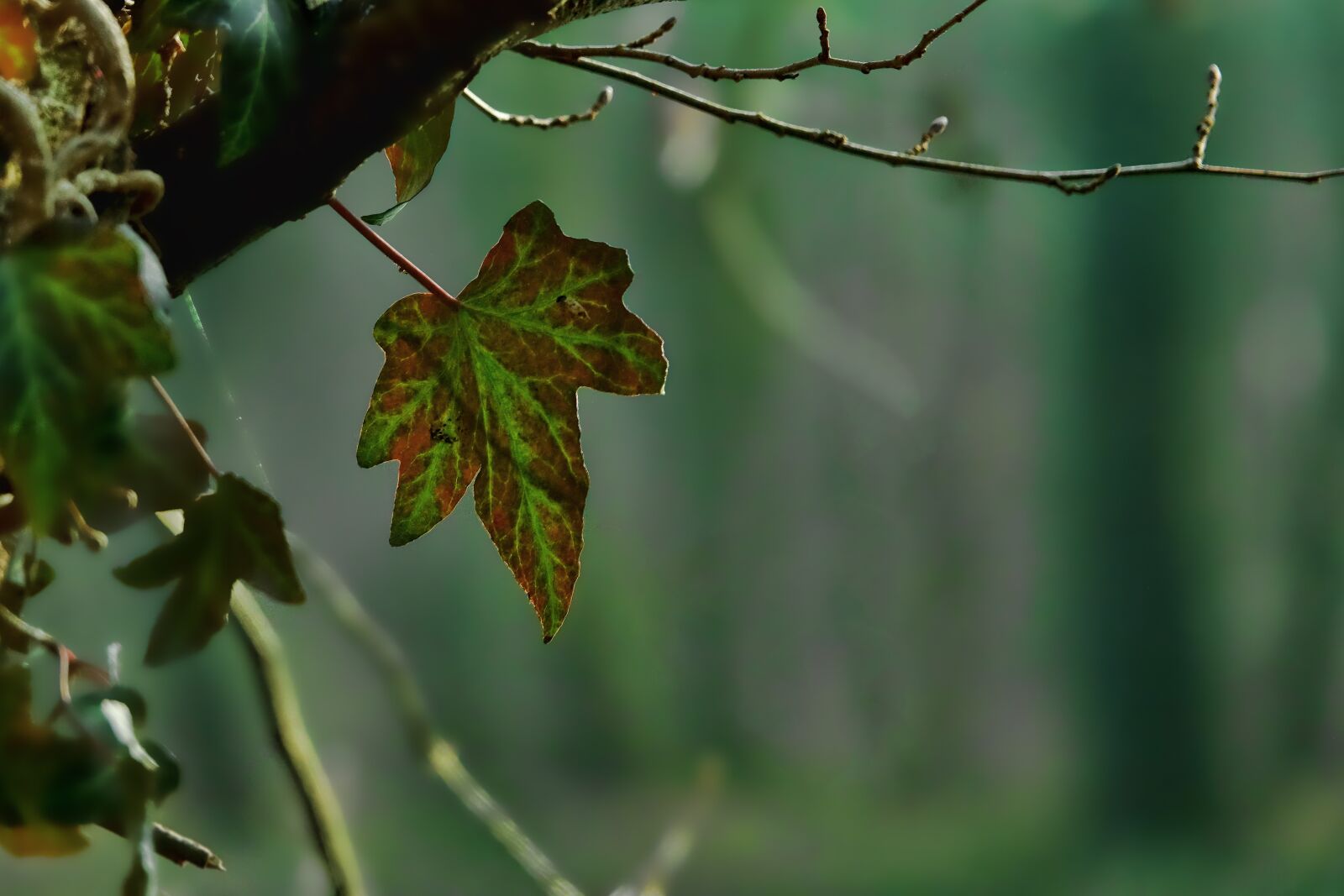 Sony Cyber-shot DSC-RX10 III sample photo. Leaf, nature, plant photography