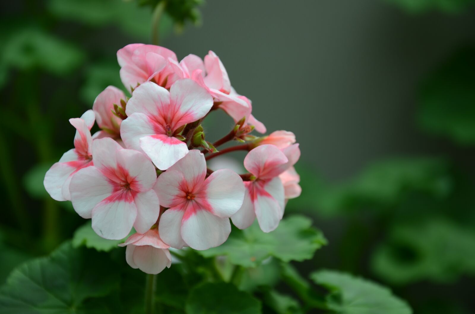 Nikon D7000 sample photo. Flower, the leaves, spike photography