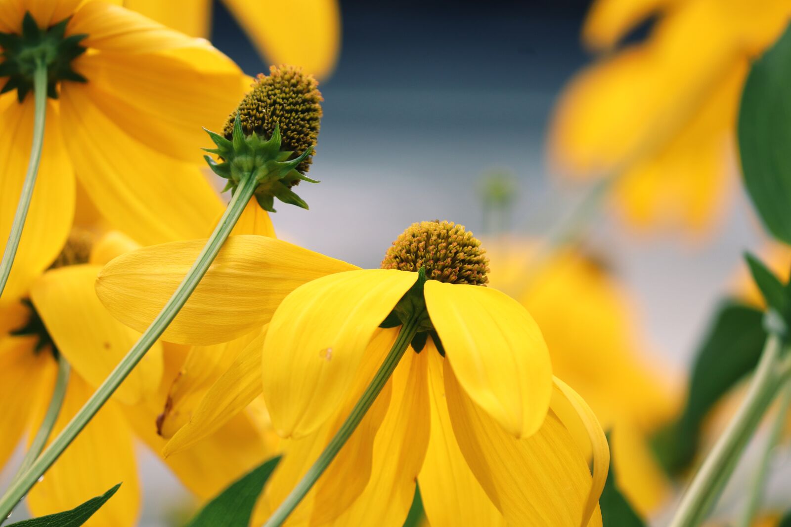 Canon EOS 200D (EOS Rebel SL2 / EOS Kiss X9) sample photo. Echinacea paradoxa, coneflower, yellow photography