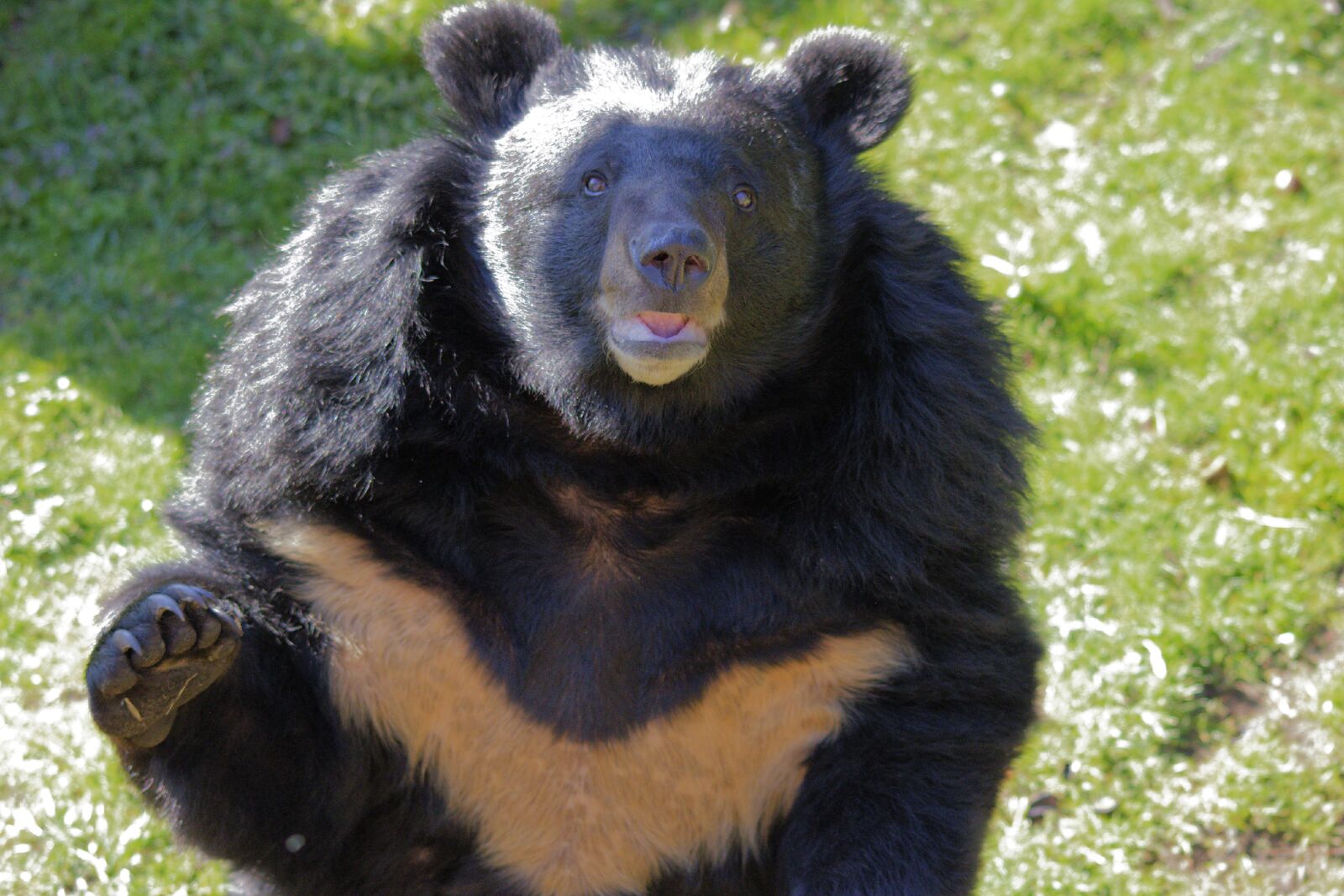Nikon D3300 sample photo. Zoo, nature, bear photography