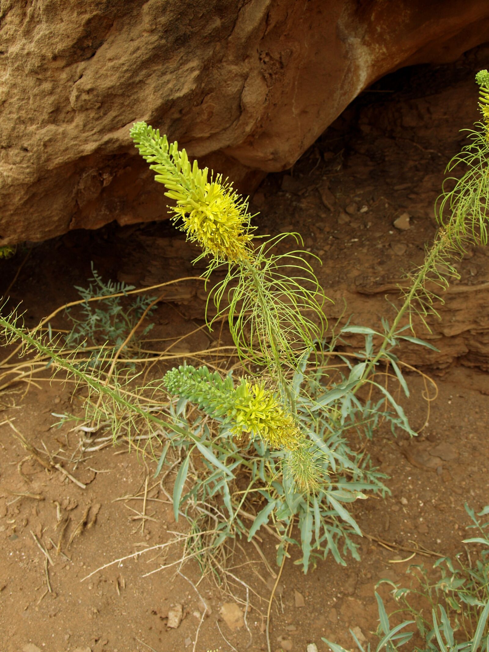 Olympus E-330 (EVOLT E-330) sample photo. Rocks, desert, floral photography