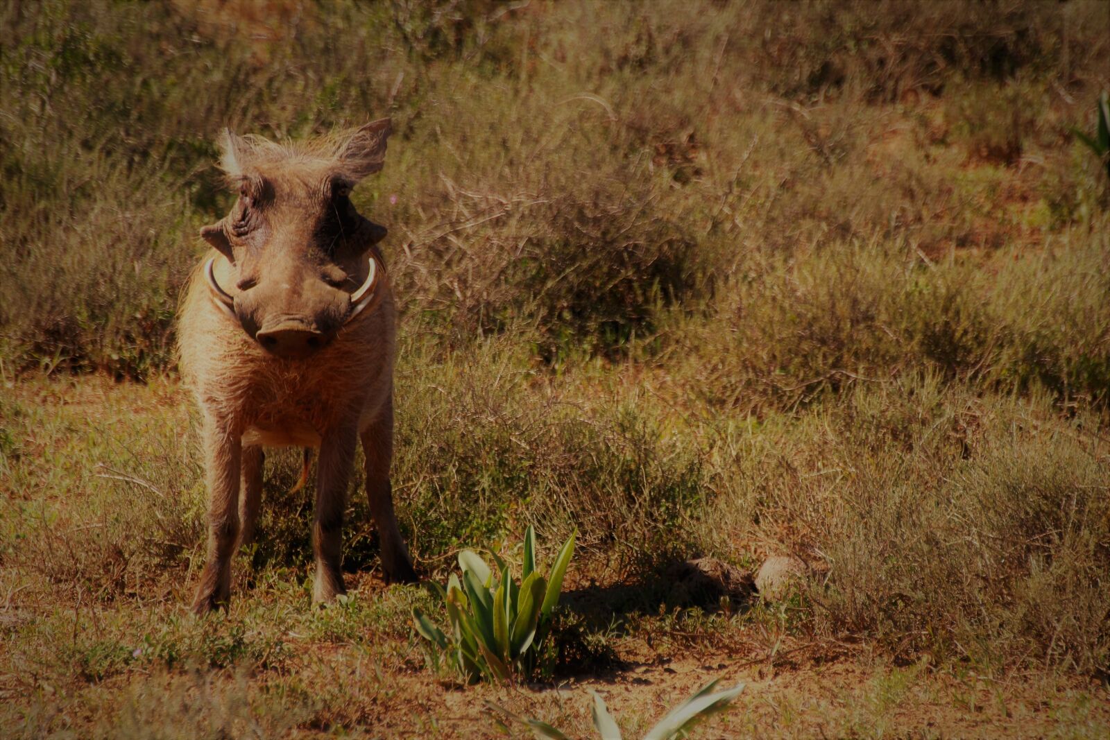 Canon EOS 60D sample photo. Warthog, safari, nature photography