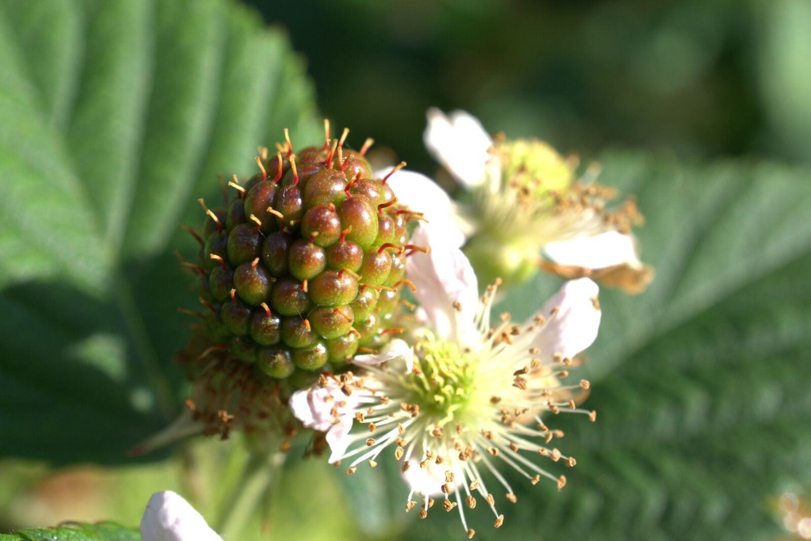 Sony E 30mm F3.5 Macro sample photo. Blackberry, fruit, immature photography