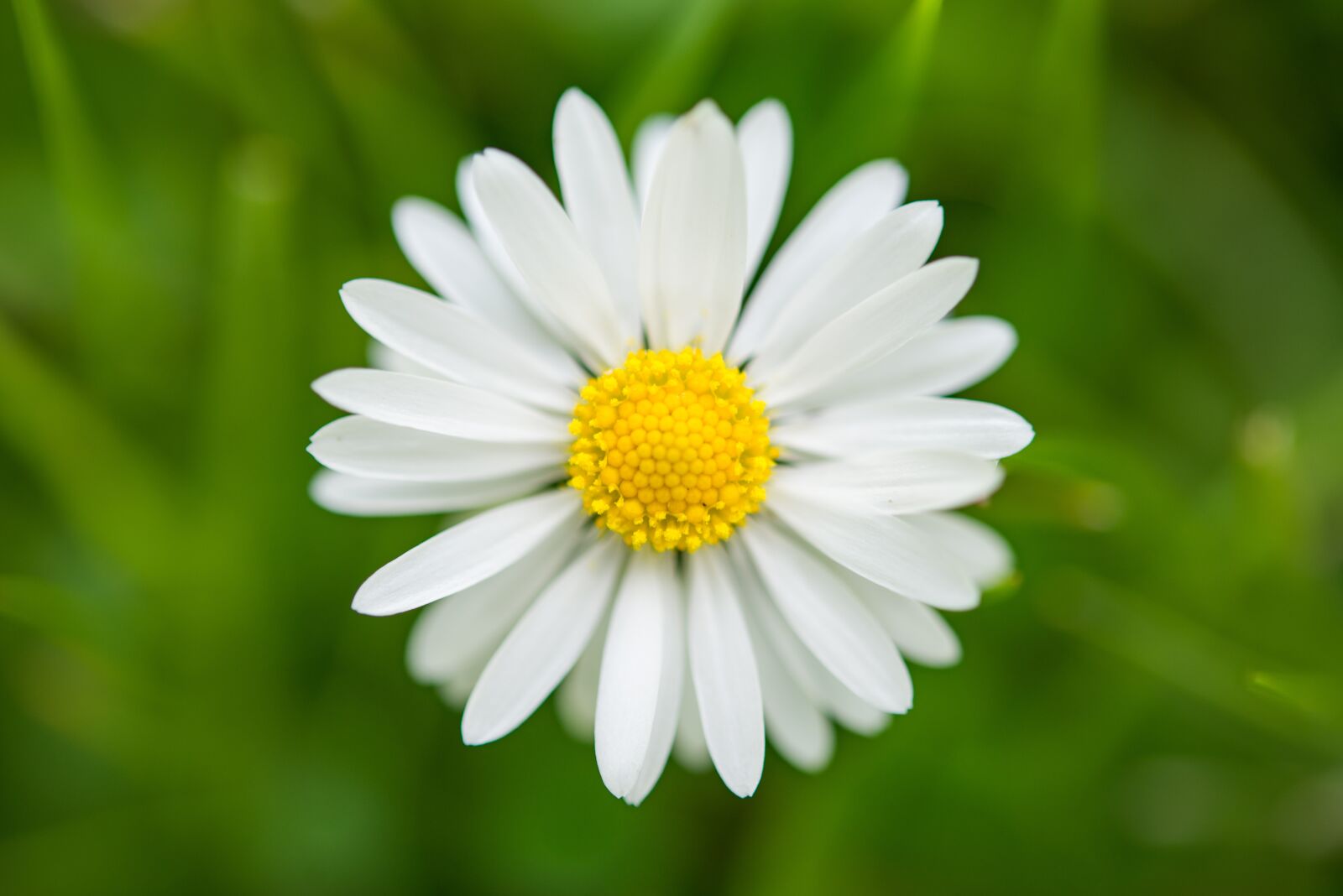 Nikon D600 sample photo. Spring, daisy, blossom photography