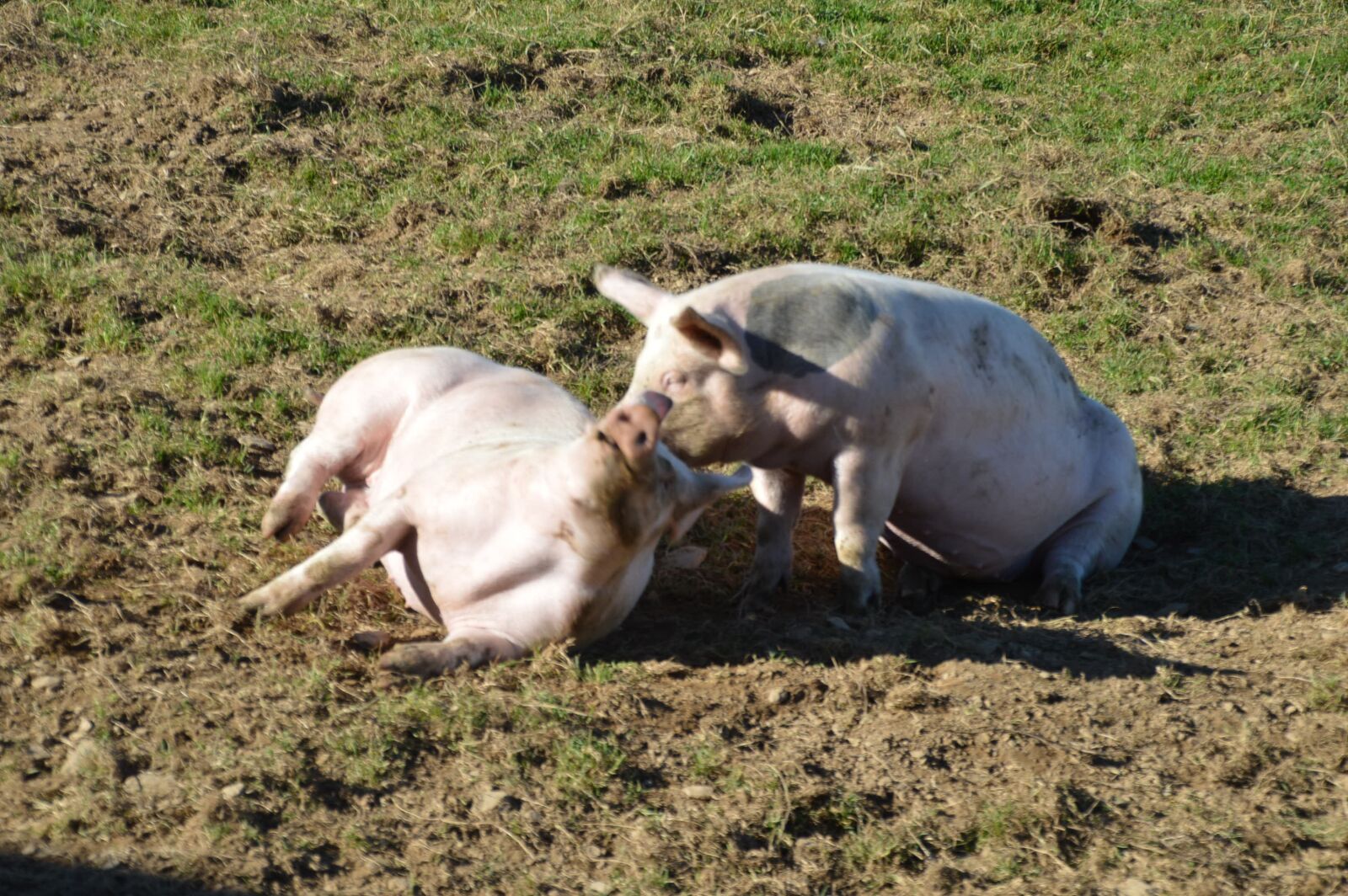 Nikon D3200 sample photo. Pigs, fun, cute photography