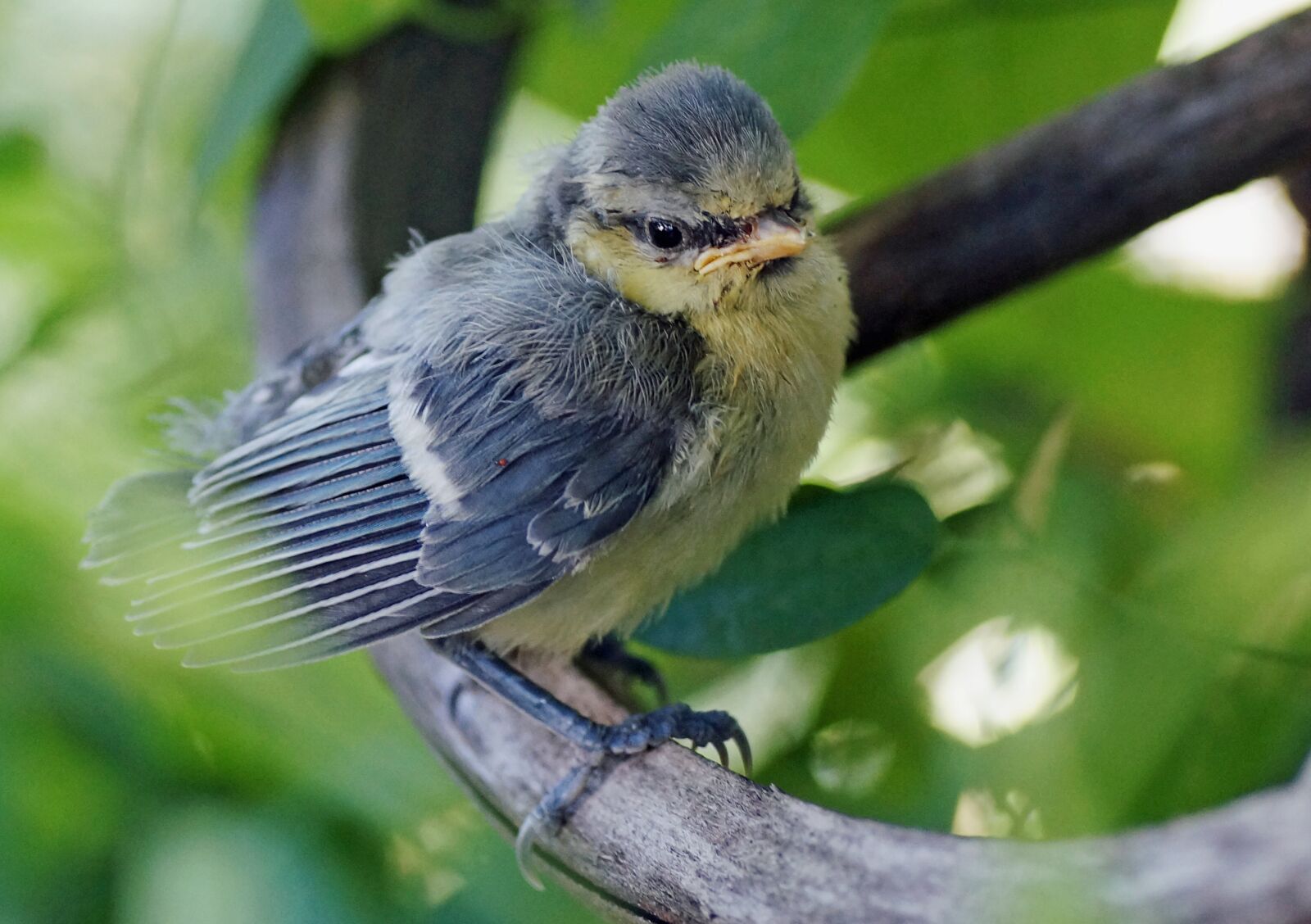 Sony SLT-A57 sample photo. Bird, animal world, nature photography