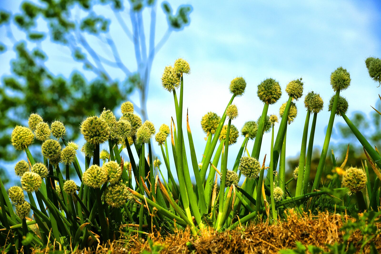 Canon EF 70-200mm F2.8L IS II USM sample photo. Wave, blue flower, agriculture photography