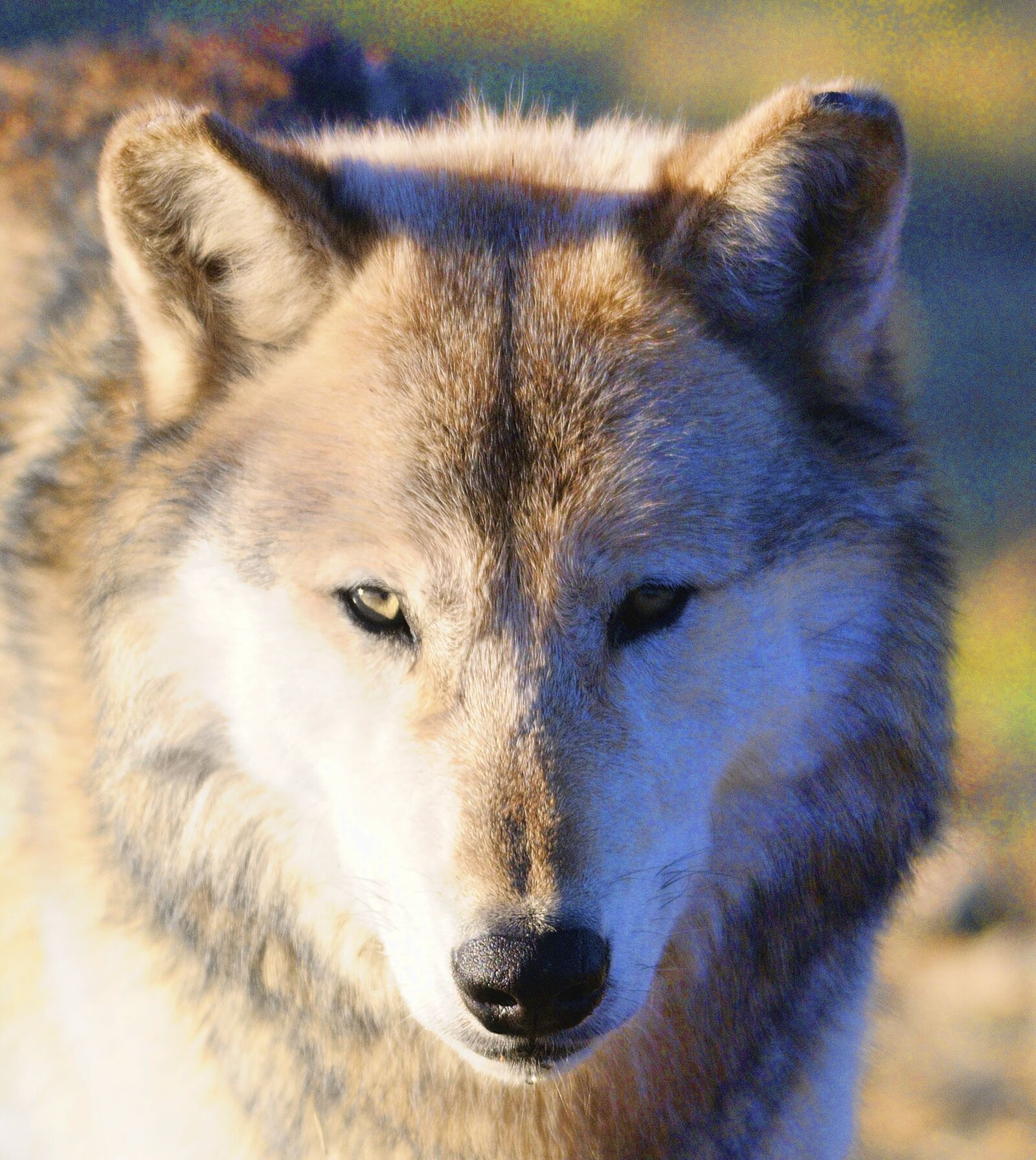 Nikon D300 sample photo. Wolf, wolves, predator photography